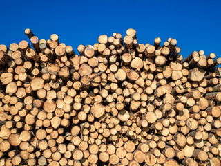 Dead trees in the form of logs against a blue sky. Destroyed forest, turned into logs.