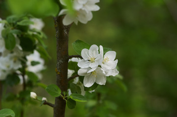 white flowers of a tree