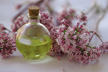 cat grass and oil