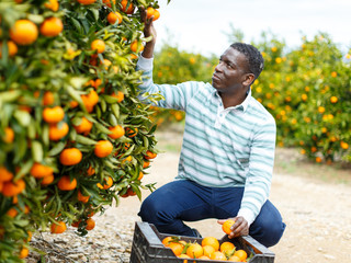 Male gathering harvest of mandarins © JackF