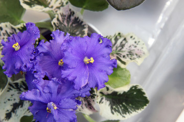 beautiful blooming violets. Viola. senpolia