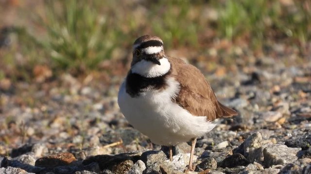 Flussregenpfeifer&nbsp;(Charadrius dubius)