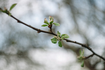 New green leaves on an apple tree branch, flower buds