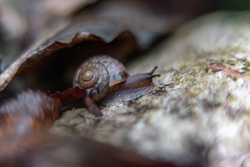 snail on a rock in the garden