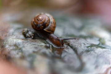 snail on a rock in the garden