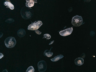 white jellyfish in the dark for background