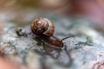 snail on a rock in the garden