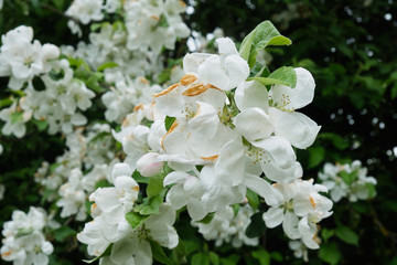 Blooming apple tree in the garden
