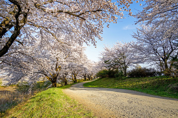 Beautiful cherry blossoms. sakura flowers in japan.