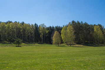 Fototapeta na wymiar Spring landscape with lush green grass meadow with birch and pine trees forest and clear blue sky. Natural background, copy space.