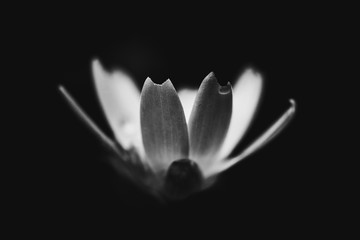 black and white flowerpower © Sven