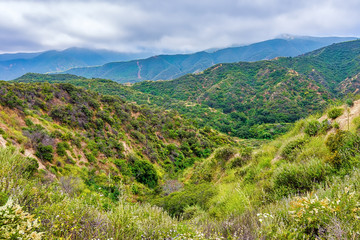 Obraz premium Spring hillside in Southern California forest on cloudy day