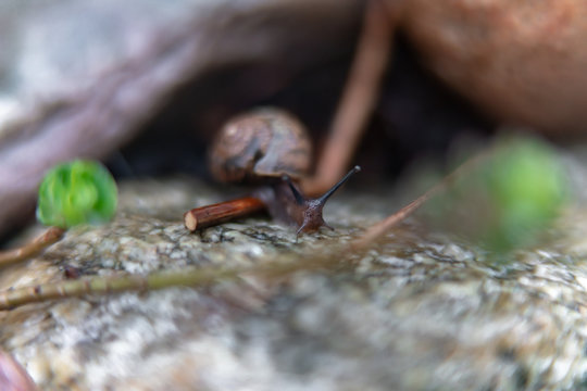 snail on a rock in the garden