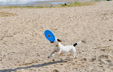 Fototapeta na wymiar Dog jumping playing with flying disk at sea beach