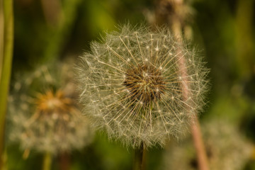 Dandelion on green background