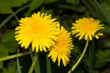 meadow with dandelions on a sunny day. dandelions in spring. flowering dandelions closeup.