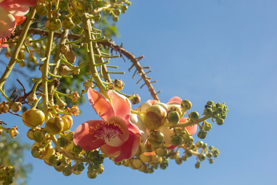Beautiful Sala flowers on the backdrop of the sky and free space.
