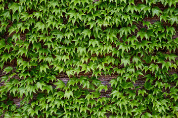 Green leaves on a brick wall.