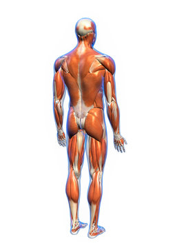 Male Muscles Posterior View on White Background