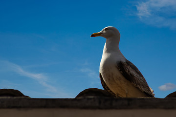 Seagull sits on the roof and looks to the left