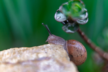 snail on a rock in the garden