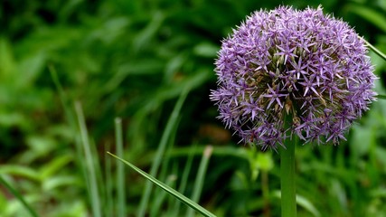 Book Covers: Nature, plant, flowers, Gardens