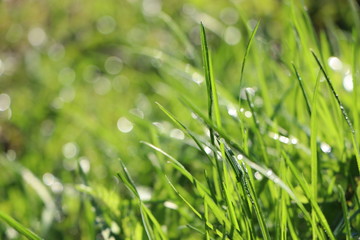 Green grass with water drops after rain on morning