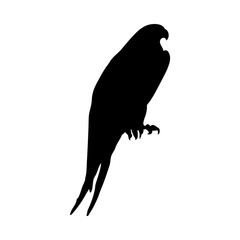 Fototapeta premium Bird Silhouette