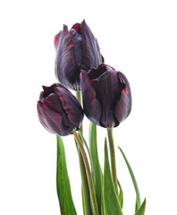 Bouquet of dark tulips.