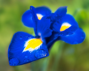 Rain drops on a beautiful sapphire blue and yellow Iris flower. One large rain drop has settled on the petal catching the light. The edges of the petal curl up as if holding the droplet