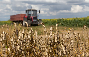 Traxtor in wheat field