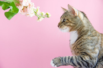 A gray tabby cat touches the branch of a plant with pink flowers and a pink background. Copy space.