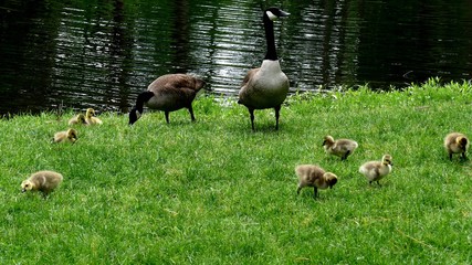 Book Covers: Nature, plant, flowers, Gardens