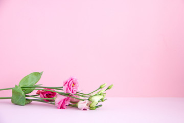A sprig of delicate pink flowers on a pink background, copy space