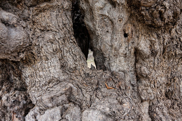 Alte, verknöcherte Olivenbäume