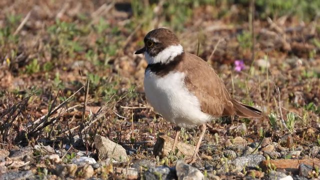 Flussregenpfeifer&nbsp;(Charadrius dubius)