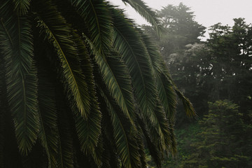 palm trees in the forest