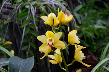 Fototapeta premium Yellow orchid flower 