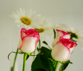 Fototapeta premium flowers roses on the table