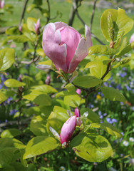 Pink flower of a magnolia in a spring garden