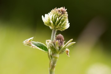 White clover (Trifolium repens) is a prostrate or creeping, white flowering herb cultivated for its high feed value. It is one of the most important clovers and is an almost cosmopolitan species.
