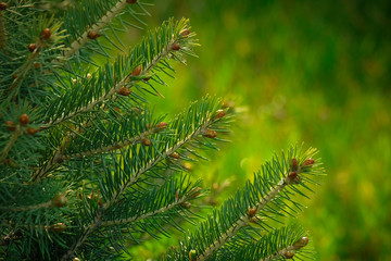 Background of blurred green branches of pine and spruce. Young needles and cones. Fluffy, young tree branch close-up. Copyspace.Green blurred grass in the background.