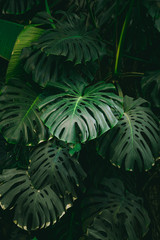 Fototapeta na wymiar Monstera palm leaves background. The concept of tropics nature.