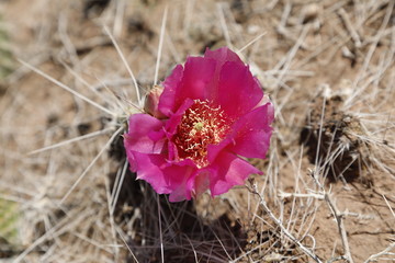 Bright Pink Prickly Pear Cactus Flower