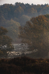 Sheep at veluwe