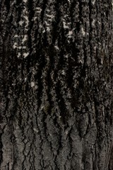 bark