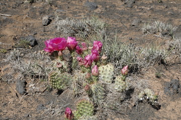 Prickly Pear Fuschia Cactus Flower