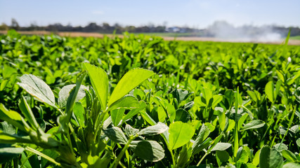 Field of alfalfa in the spring. Young alfalfa in the sun. Feed grass for farm - obrazy, fototapety, plakaty