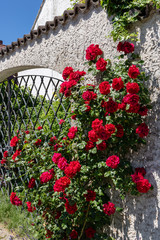 Fototapeta na wymiar Red roses on a wall