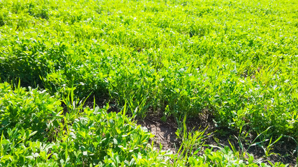 Field of alfalfa in the spring. Young alfalfa in the sun. Feed grass for farm